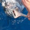 Pesca Deportiva en Fuerteventura - Sport Fishing in Fuerteventura