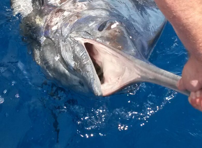 Pesca Deportiva en Fuerteventura - Sport Fishing in Fuerteventura